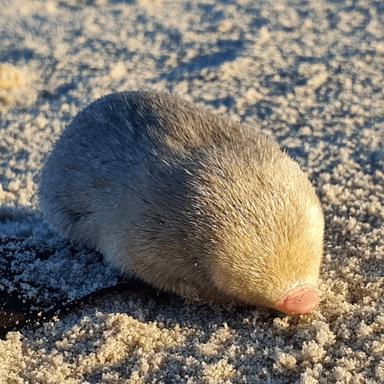 MOLE token