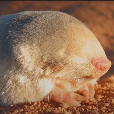 MOLE token