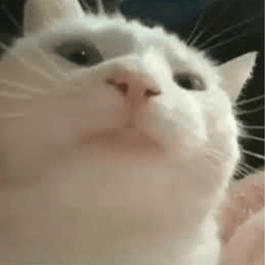 VIBE CAT token